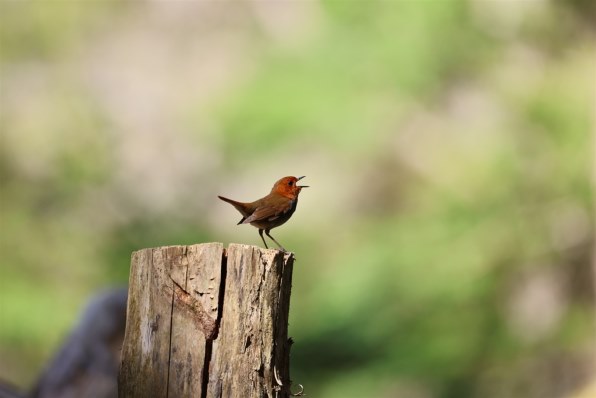 CANON EF500mm F4L IS USMで撮影された写真 - 価格.com