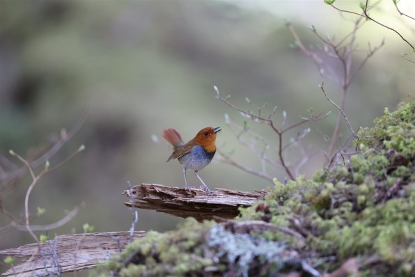 CANON EF500mm F4L IS USMで撮影された写真 - 価格.com