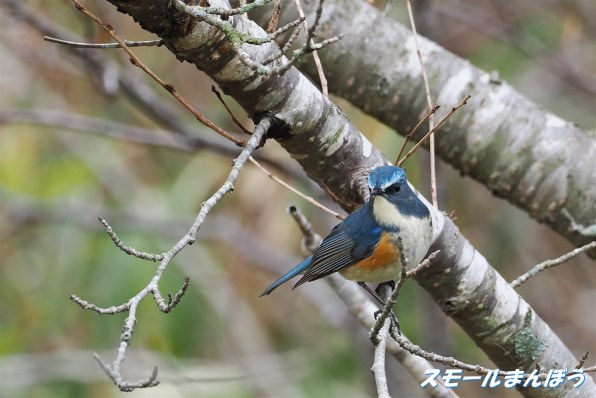 北海道産みやまからす揚羽 春型 未展翅 オス300頭 北海道産みやま