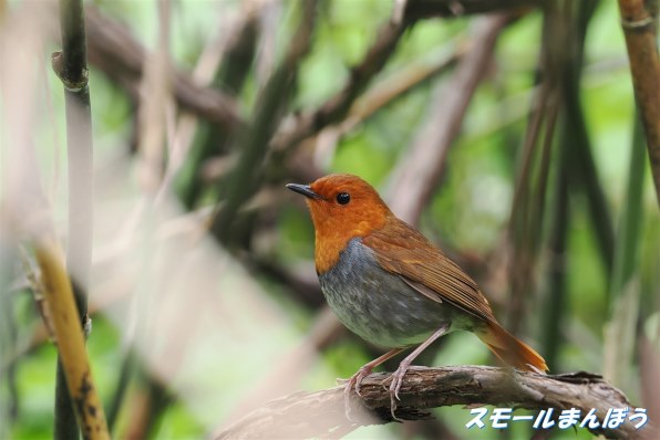 パナマモラ４点(向かい合う鳥他３点) 思い出シリーズ215 ムナグロマンゴーハチドリ | 旅・鳥・日常生活