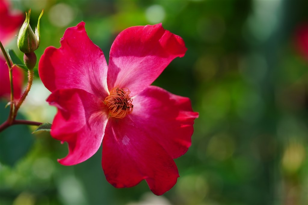 AFモーターが動かず動作不能となってしまいました。』 TAMRON SP 90mm