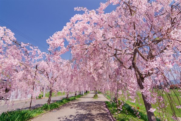 【並品】smc PENTAX-DA 12-24mmF4 ED AL[IF] Amazon.co.jp: Pentax