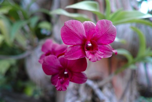 シグマ SD1 Merrill ボディ投稿画像・動画 - 価格.com