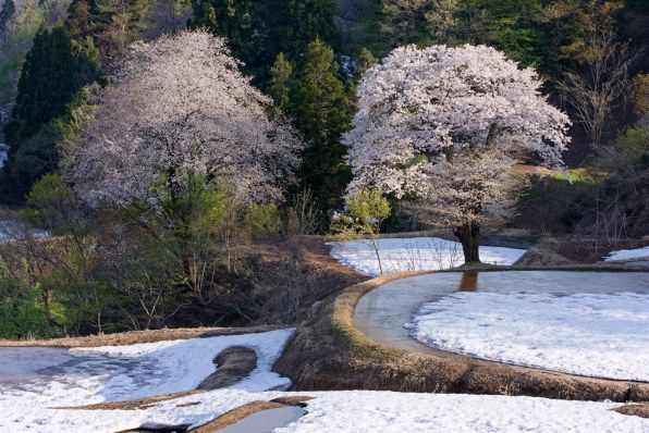 キャノン Canon EOS 40D【作例あり】 EOS 40Dで撮影された写真 | 写真検索 | GANREF