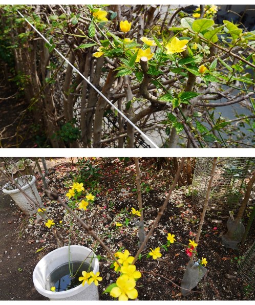 パナソニック LUMIX DMC-GM1K-D レンズキット [オレンジ]のクチコミ