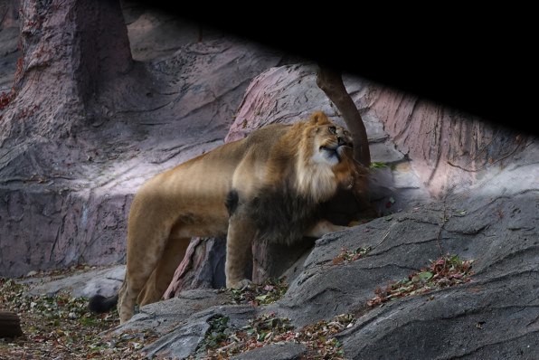 Canon EF70-300mm f4-5.6L IS USM【作例あり】 EF70-300mm F4-5.6 IS USMで撮影された写真 | 写真検索 | GANREF
