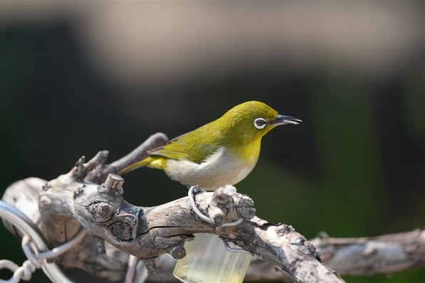 購入検討…』 SONY FE 200-600mm F5.6-6.3 G OSS SEL200600G のクチコミ