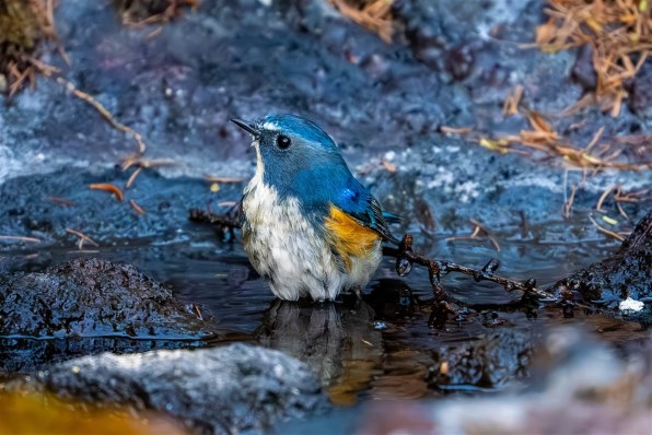 購入検討…』 SONY FE 200-600mm F5.6-6.3 G OSS SEL200600G のクチコミ