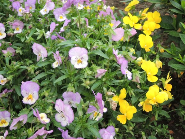 ニコン COOLPIX P310で撮影された写真 - 価格.com