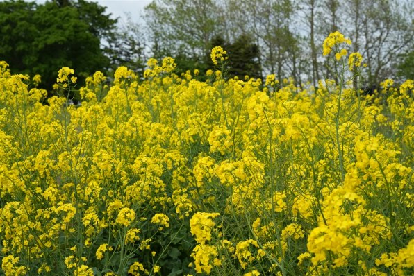 【美品】T*FE24-70F4ZA OSS Amazon.co.jp: SONY 標準ズームレンズ Vario-Tessar T* FE 24