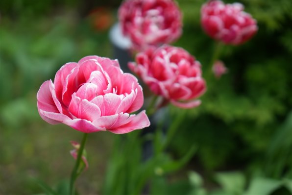 SONY Vario-Tessar T* FE 24-70mm F4 ZA OSS SEL2470Z投稿画像・動画