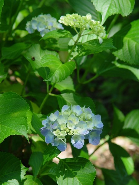 SONY サイバーショット DSC-F77で撮影された写真 - 価格.com