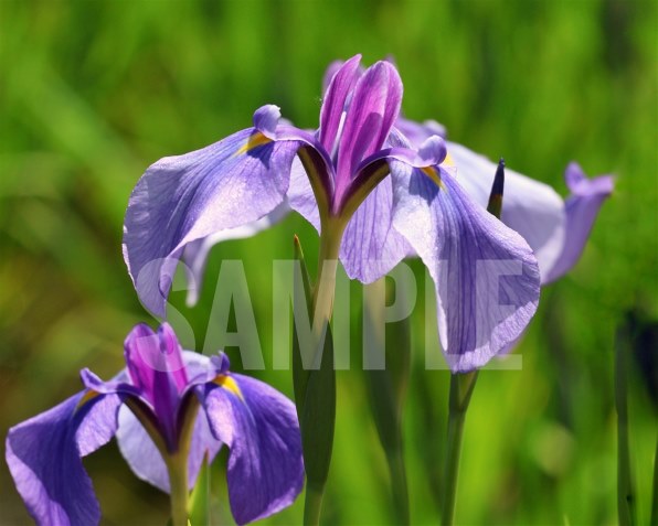 CANON RF-S55-210mm F5-7.1 IS STMで撮影された写真 - 価格.com