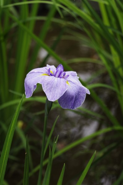 ペンタックス HD PENTAX-D FA 28-105mmF3.5-5.6ED DC WRで撮影