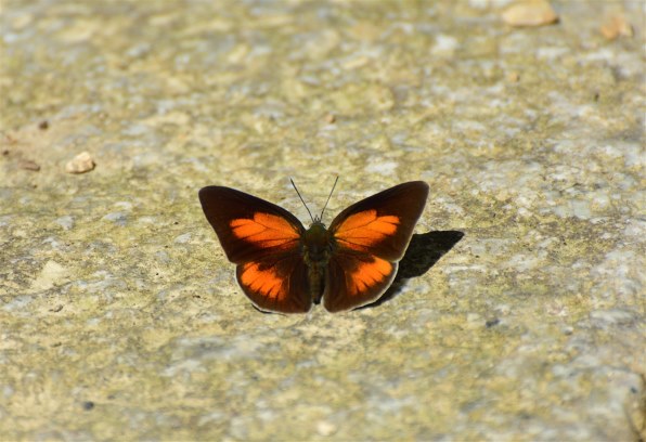 ニコン D7200 ボディで撮影された写真 - 価格.com