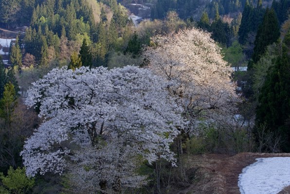 キャノン Canon EOS 40D【作例あり】 EOS 40Dで撮影された写真 | 写真検索 | GANREF