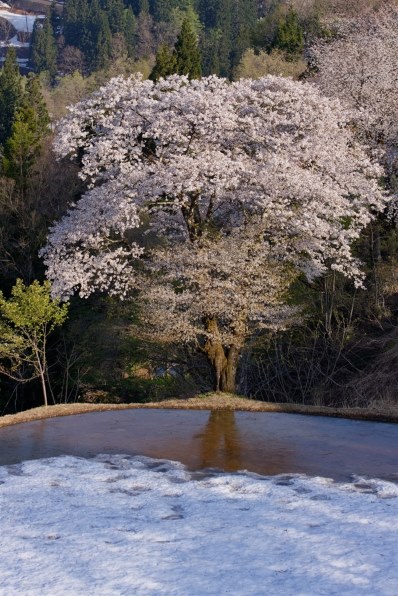 キャノン Canon EOS 40D【作例あり】 EOS 40Dで撮影された写真 | 写真検索 | GANREF