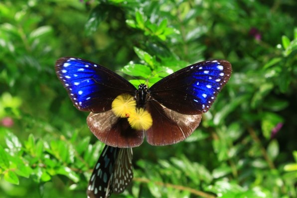 CANON EOS Kiss X4 ダブルズームキットで撮影された写真 (掲示板