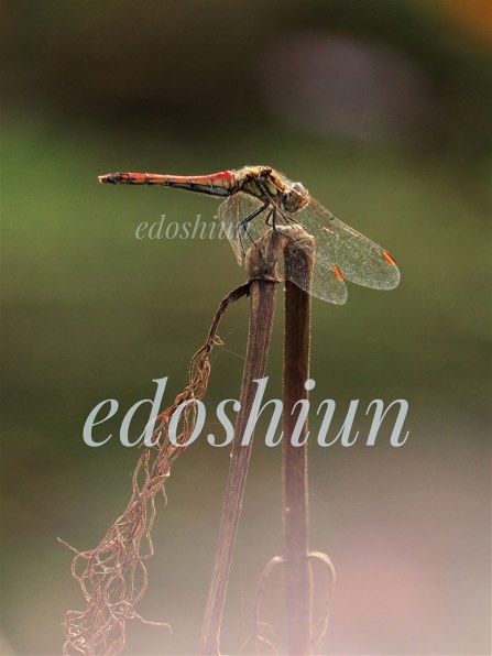 CANON EOS 9000D ダブルズームキットで撮影された写真 - 価格.com