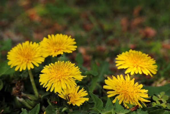 ニコン D3000 レンズキット 価格比較 - 価格.com