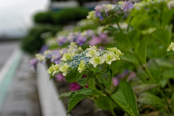 紫陽花　確認用 フラワーネット日本花キ流通 - 暁光園｜Yahoo!ショッピング