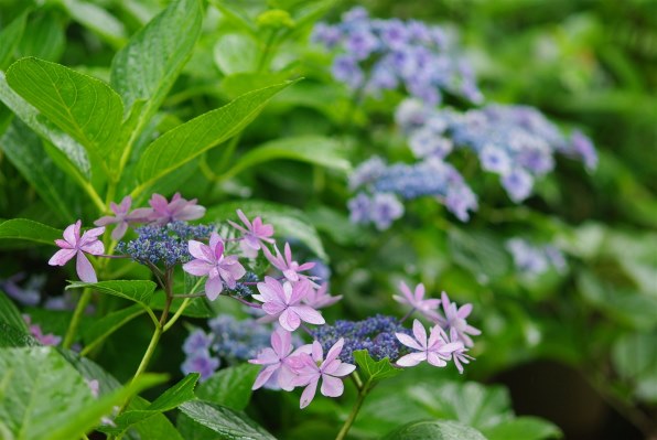 紫陽花　確認用 紫陽花 | GANREF