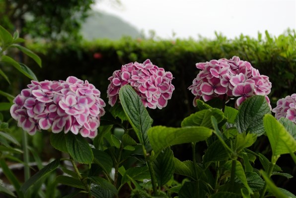 PENTAX でアジサイなど季節の風物詩を撮りましょう』 クチコミ掲示板