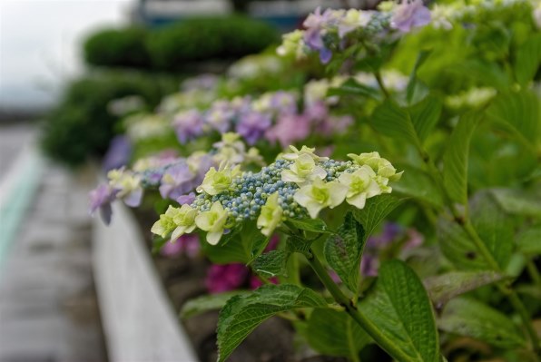 紫陽花　確認用 フラワーネット日本花キ流通 - 暁光園｜Yahoo!ショッピング
