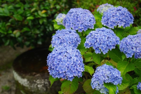 紫陽花　確認用 5.秋色水無月スワッグ ドライフラワー 秋色紫陽花 水無月 横長スワッグ