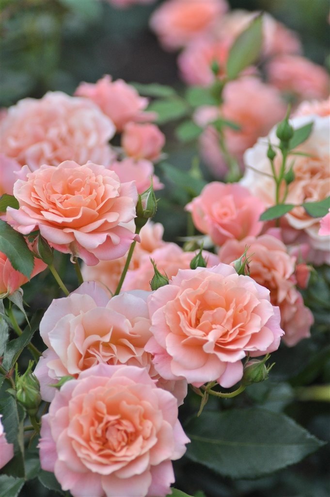 D90』 ニコン D90 ボディ のクチコミ掲示板 - 価格.com