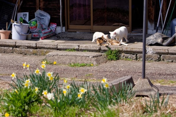 CANON EOS 40D ボディで撮影された写真 - 価格.com