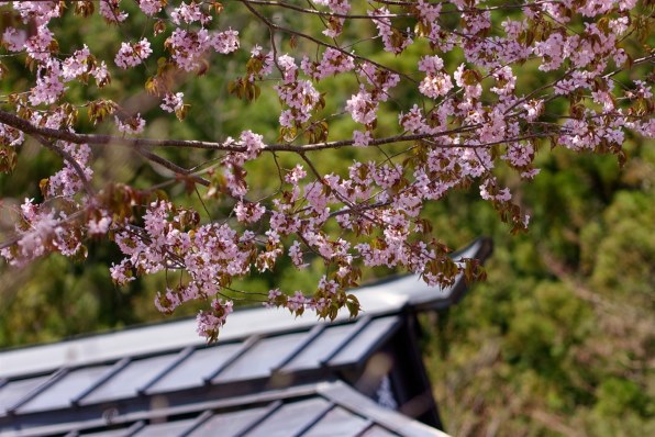 CANON EOS 40D ボディで撮影された写真 - 価格.com