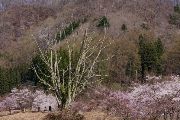 キャノン Canon EOS 40D【作例あり】 EOS 40Dで撮影された写真 | 写真検索 | GANREF
