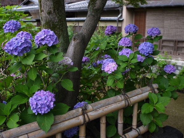 パナソニック LUMIX DMC-GF3 ボディで撮影された写真 - 価格.com