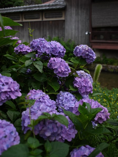 パナソニック LUMIX DMC-GF3 ボディで撮影された写真 - 価格.com