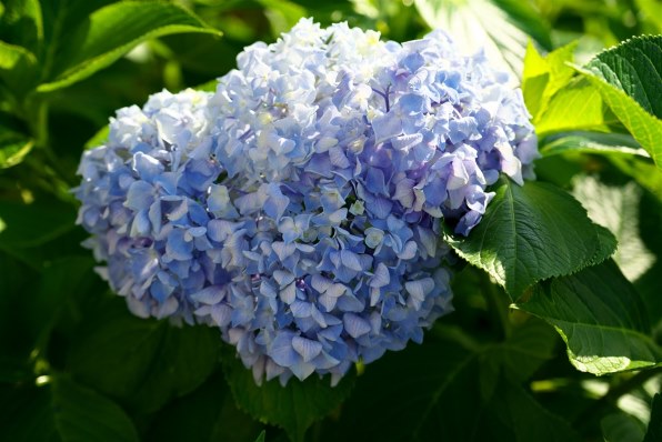 SONY 28-75mm F2.8 SAM SAL2875で撮影された写真 - 価格.com