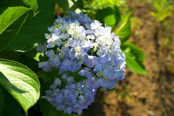 F2.8通し！SONY 28-75mm F2.8 SAM★キレイな光学 F2.8通し！SONY 28-75mm F2.8 SAM☆キレイな光学