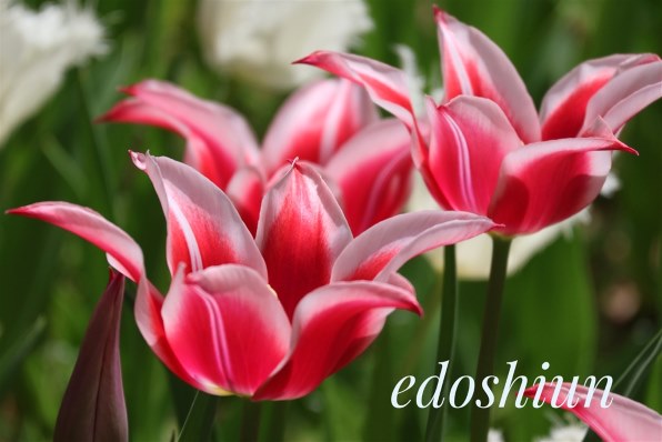 CANON RF-S55-210mm F5-7.1 IS STMで撮影された写真 - 価格.com