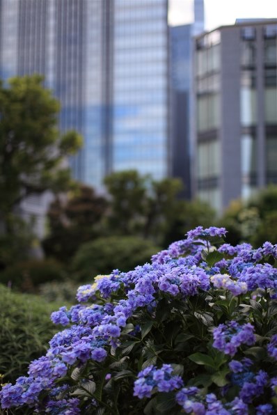 キヤノン Canon EOS 5D mark ii ボディ 作例付き Amazon.com : Canon EOS 5D Mark II Full Frame DSLR Camera
