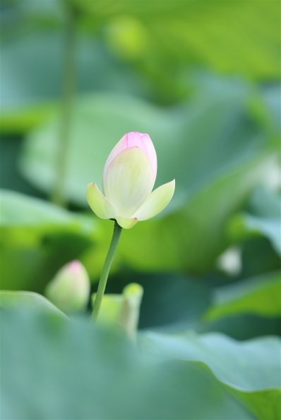 CANON EF300mm F2.8L IS II USMで撮影された写真 (掲示板) - 価格.com