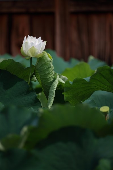 キヤノン Canon EOS 5D mark ii ボディ 作例付き 14年前のデジカメで写真を撮ってみた【EOS 5D Mark II】