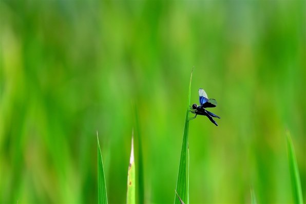 【完全動作品】Nikon ニコン D800 本体 光学系カビ・キズ・曇りなし 完全動作品】Nikon ニコン D800 本体 光学系カビ・キズ・曇りなし