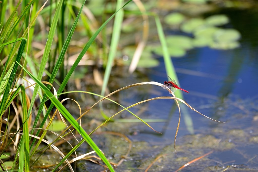 未完の楽しさ満喫』 ニコン D800 ボディ のクチコミ掲示板 - 価格.com