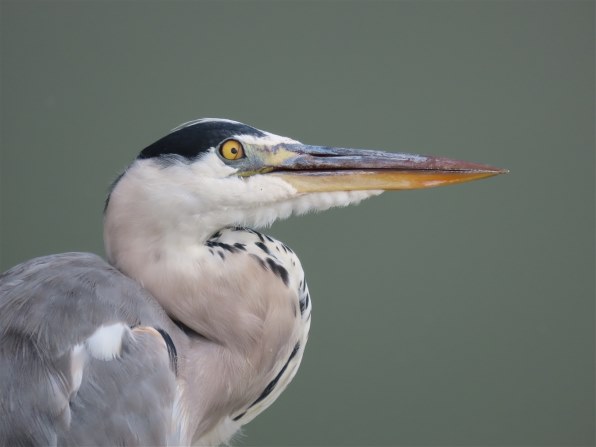 CANON PowerShot SX70 HSで撮影された写真 - 価格.com