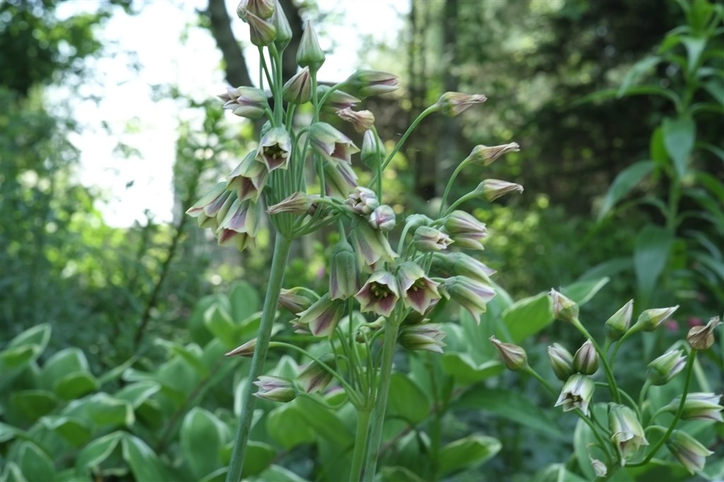 【作例あり】mamiyaSEKORC80mmF4+FotodioxM645-GF Mamiya645-GFX用のフォーカルレデューサーアダプターを買った