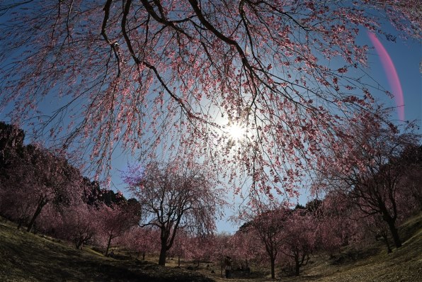 銘匠光学 TTArtisan 11mm f/2.8 Fisheye ニコンZ Amazon.co.jp: TTArtisan 11mm f/2.8 Fisheye ED Zマウント