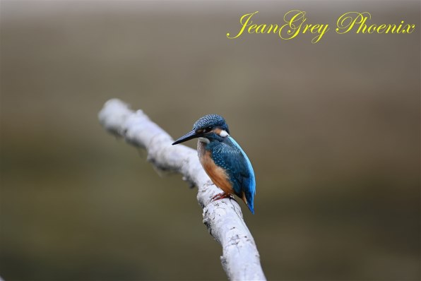 ニコン AF-S VR Zoom-Nikkor 200-400mm f/4G IF-ED投稿画像・動画