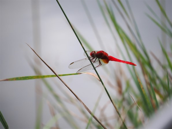 LUMIX G VARIO 45-150mm F4-5.6 【美品】 LUMIX G VARIO 45-150mm/F4.0-5.6 ASPH./MEGA O.I.S. H-FS45150