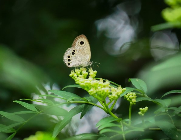 パナソニック LUMIX G VARIO 45-150mm/F4.0-5.6 ASPH./MEGA O.I.S. H