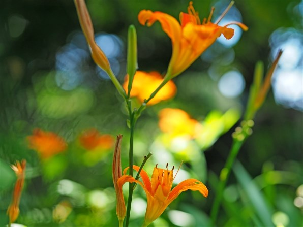 【美品】 シグマ　Sigma 56mm F1.4 マイクロフォーサーズ Amazon.co.jp: シグマ(Sigma) レンズ 16mm F1.4 DC DN マイクロ